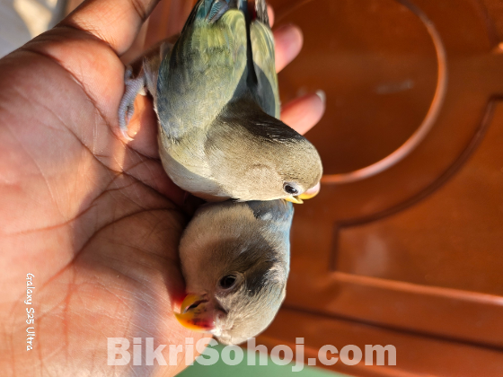 Lovebird baby 2 pisc